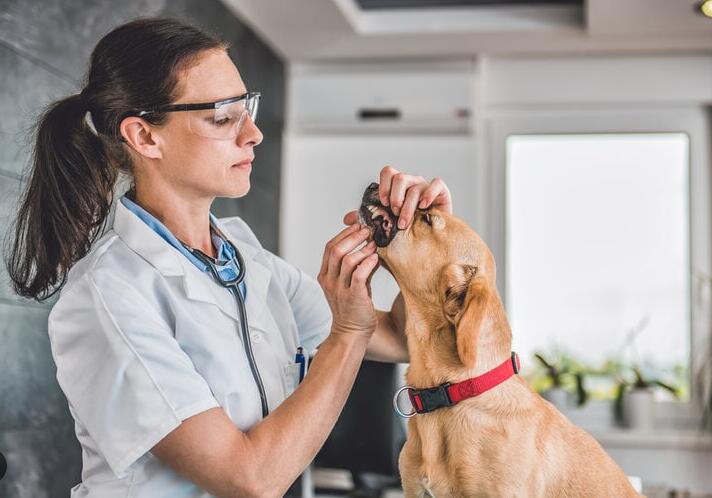 What should you do if your pet drinks water that contains bath bombs